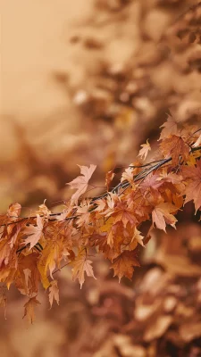 herfst wallpaper iphone beige