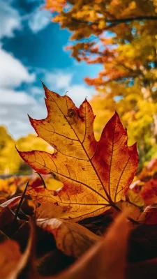 Kleurrijke Herfstbladeren