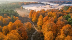 Aerial view of Drents-Friese Wold National Park in autumn, showcasing vibrant fall colors, winding hiking trails, towering trees, sand dunes, and morning mist, with hikers visible on a trail.