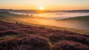 A misty autumn sunrise over the Posbank heathland, featuring golden sunbeams piercing morning fog, illuminating purple heather fields and rolling hills, with glistening dewdrops on flowers and distant red deer silhouettes.